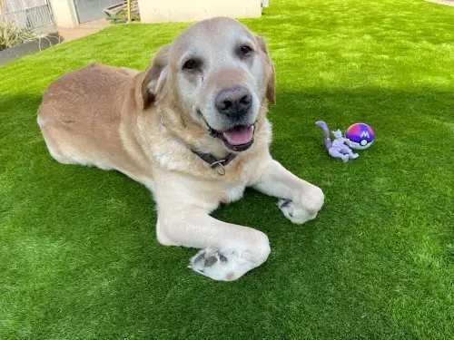 Kunstrasen im Garten mit Hund